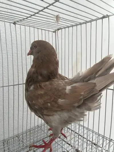 حمام كنق مكتف 3