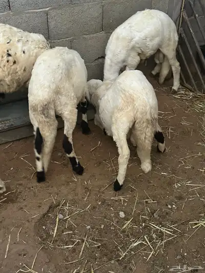 سواكن محليه انتاج 8