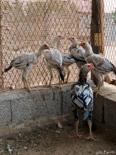 دجاج باكستاني 1