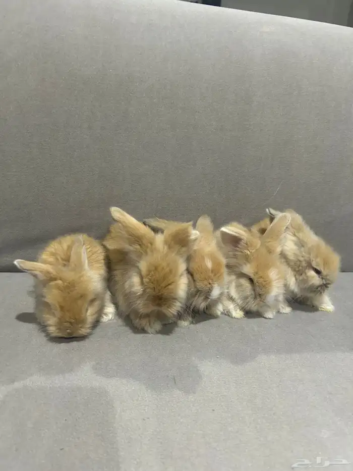 أرانب زينه 0