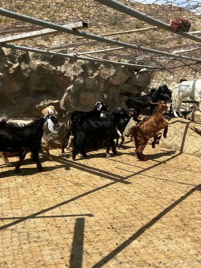 ستة تيوس لباني للبيع 0