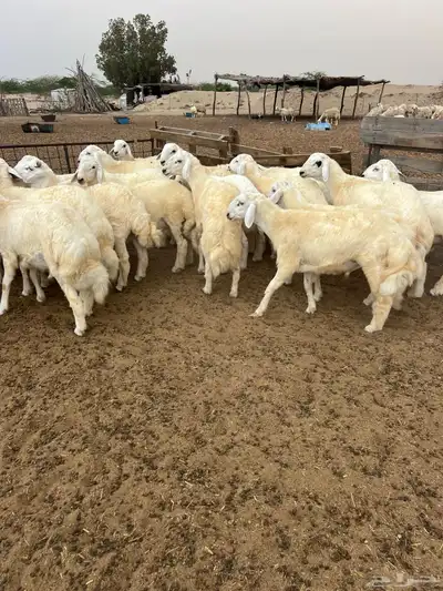 طليان مناسبات فاخره 0