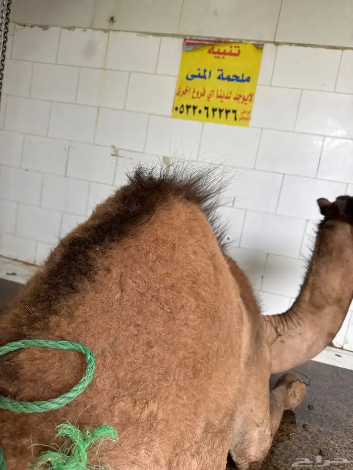 لدينا لحم حاشي لباني مشروط والطعم تحدي طريق الرياض مجعل 0