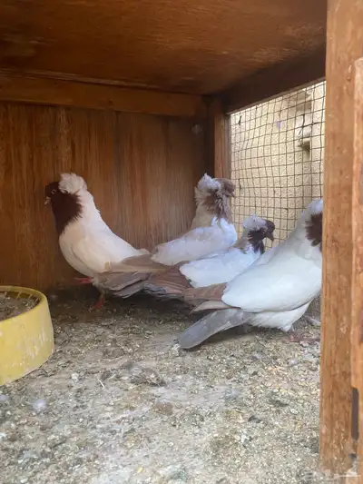 جوز سوداني 0
