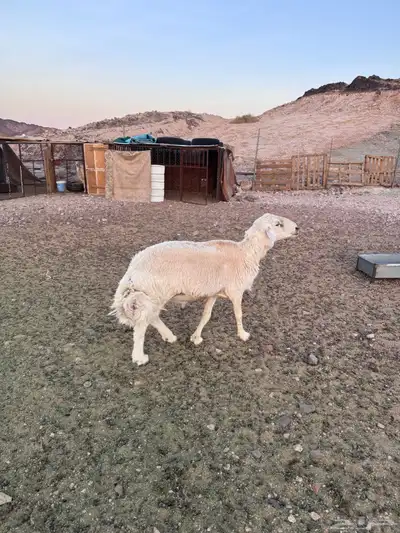 خروف حري و نعجه حايل سمين 4