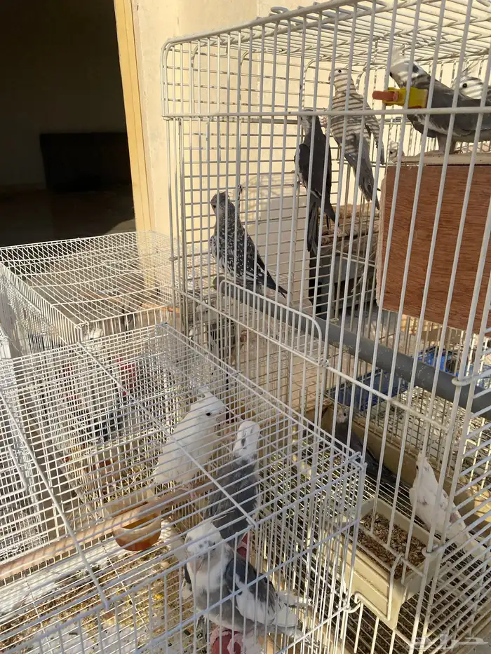 25 طير كروان هولندي للبيع 1