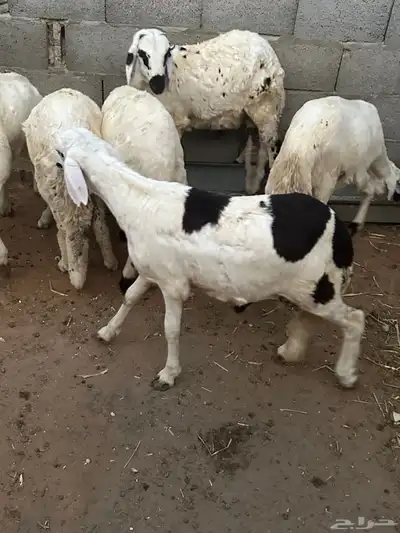 سواكن محليه انتاج 13