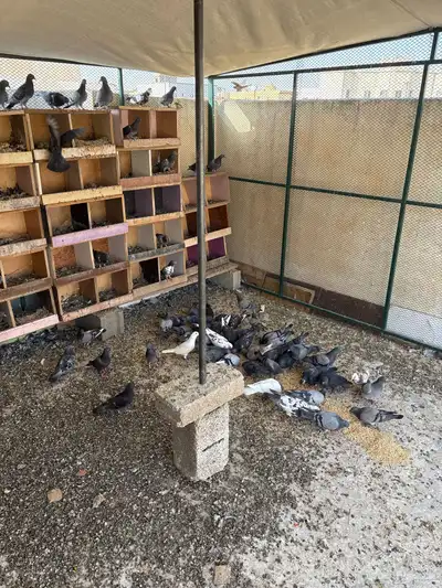 حمام للبيع 2