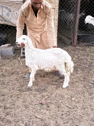 طليان حريات من انتاج المراح 10