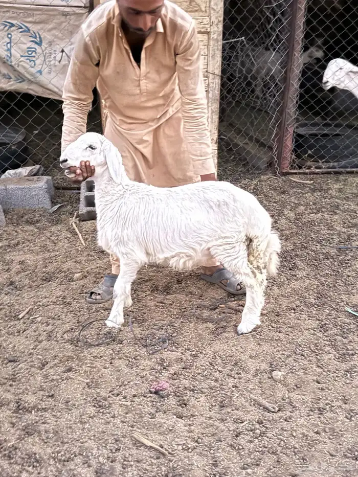طليان حريات من انتاج المراح 10