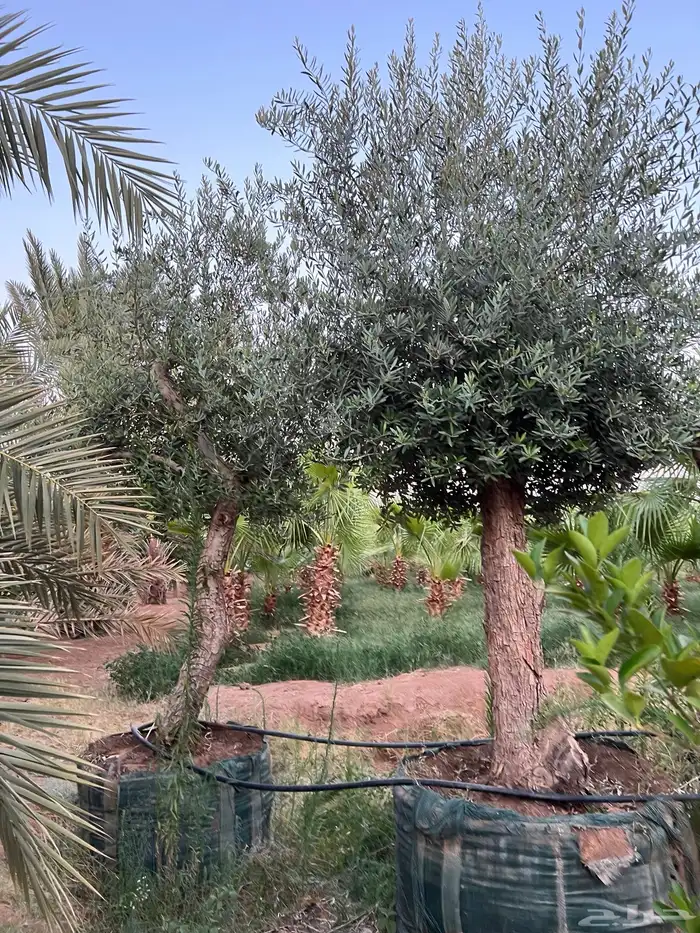 Washingtonian olive and palm trees 0