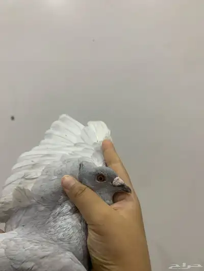 حمام 2