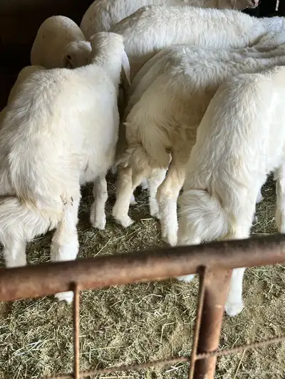طليان هرافى لباني حيل شحم 0