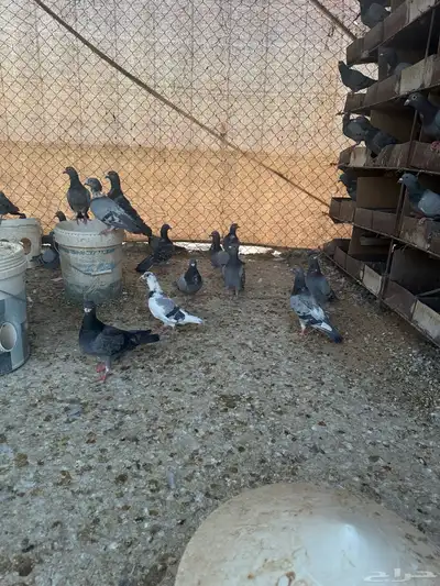 حمام فرنسي سلفر زاجل 1
