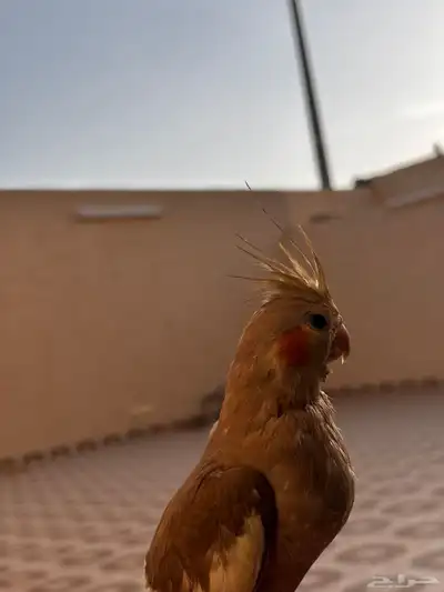 بغبغاء كروان 2