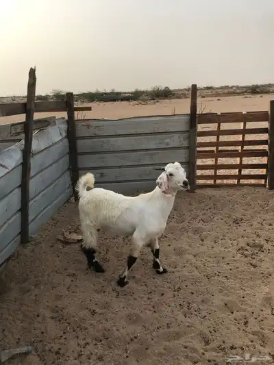 تيس ذبيحة 3