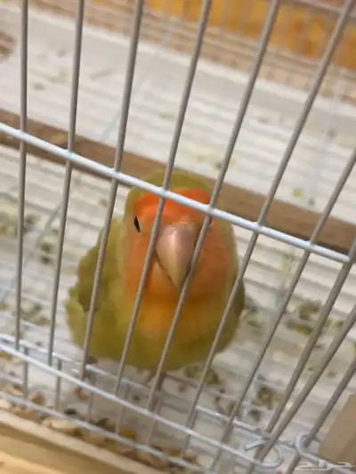 بغباء روز للبيع 0