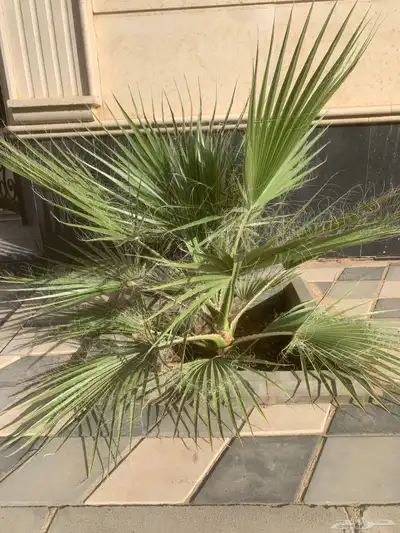 نخل وشنطني للبيع 0