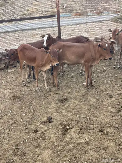 حسايل بلدي 1