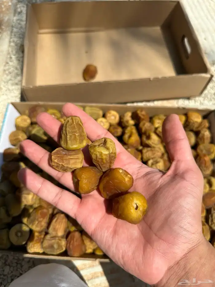 تمور كميات تصدير 0