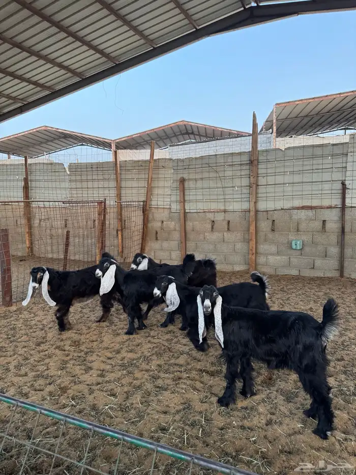جفرات عوارض 5