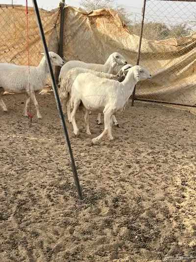 غنم دفيع 3