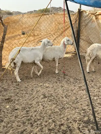 غنم دفيع 18