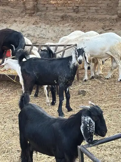 طليان سواكن وتيوس مخاصي 0