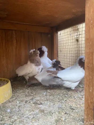 جوز سوداني 3