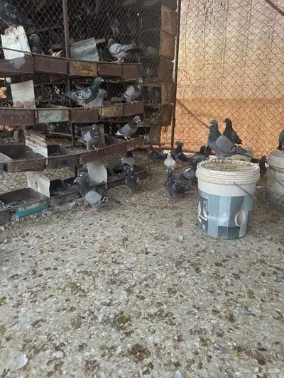 حمام فرنسي سلفر زاجل 0