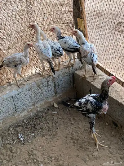 دجاج باكستاني 5