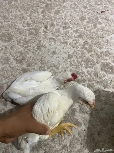 طقمين دجاج قزم 8