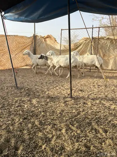 غنم دفيع 0