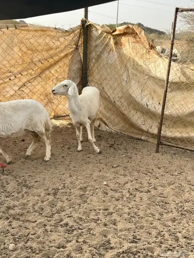 غنم دفيع 7