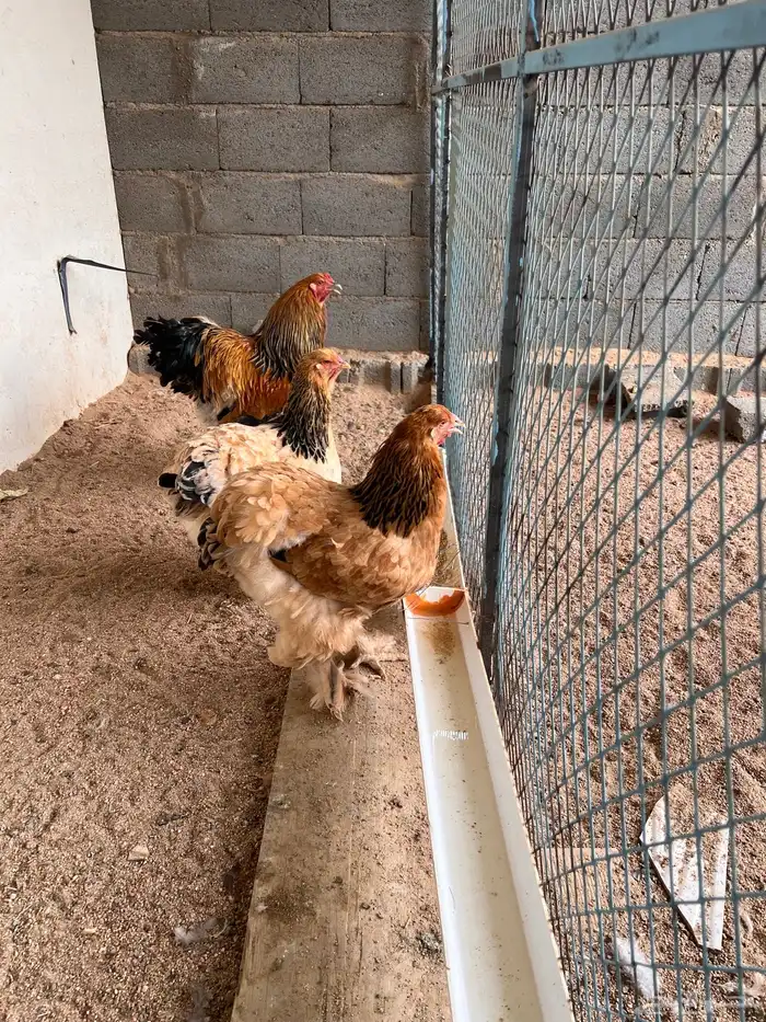 دجاجتين براهما بوف 0