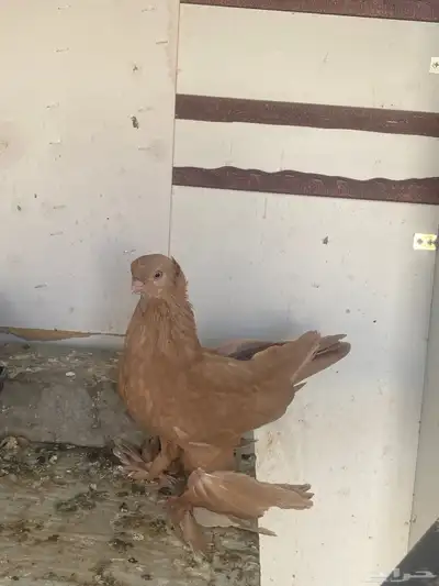 حمام الاسكا وكرنقو 1