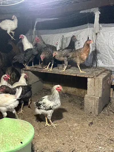 طيور   دجاج   ديوك 4