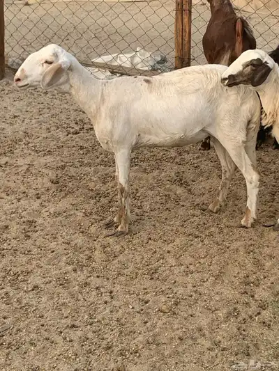 للبيع رخال سواكنيات ومعزا عوراض 11