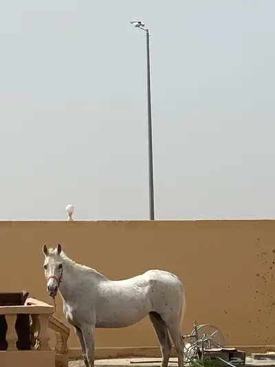 فرس شعبيه للبيع 5