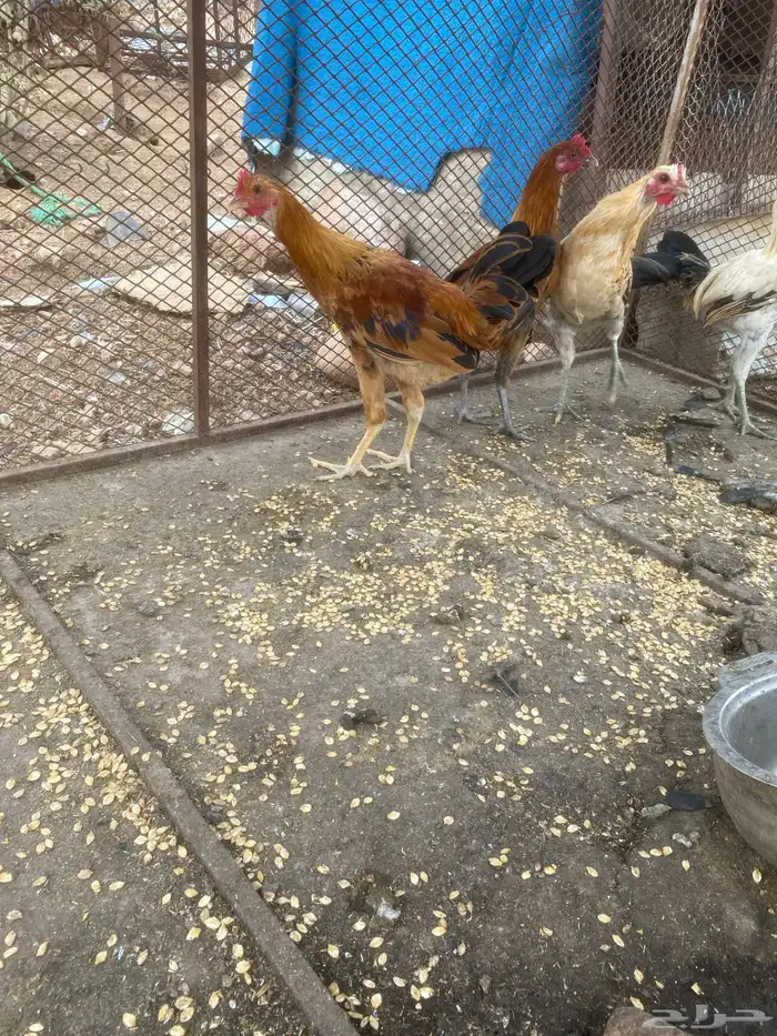 دجاج بلدي 0