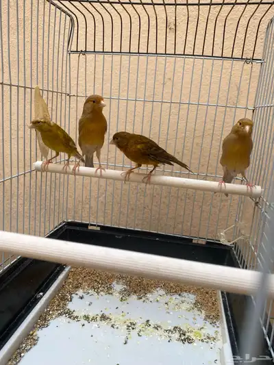 كناري 3