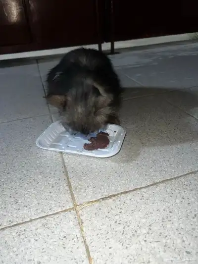 انقاذ 2