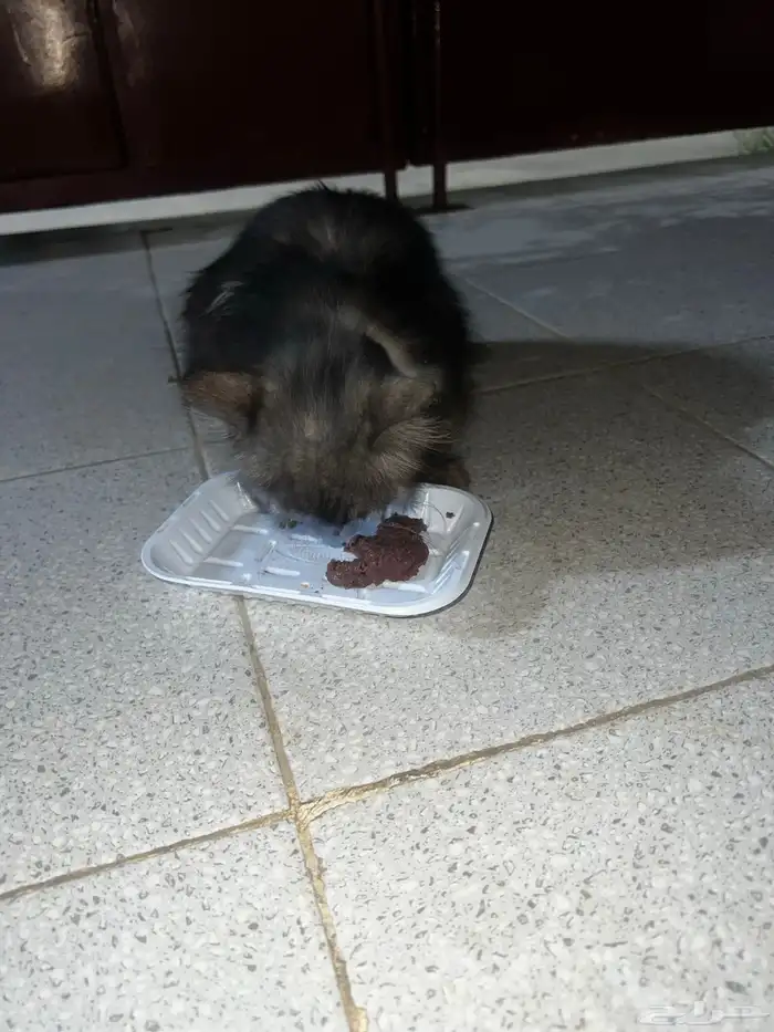 انقاذ 2