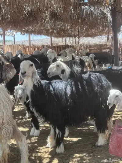 ضان نجد صنف 1