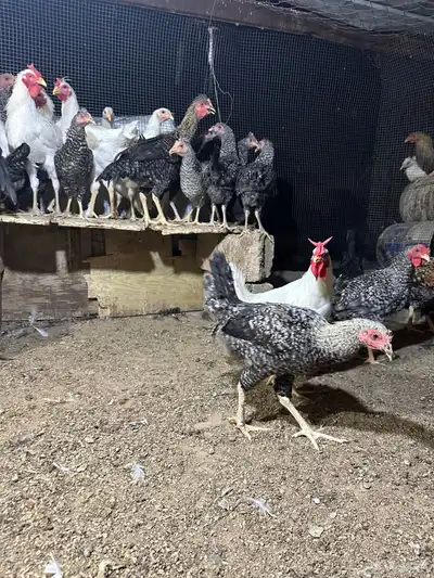 طيور   دجاج   ديوك 10