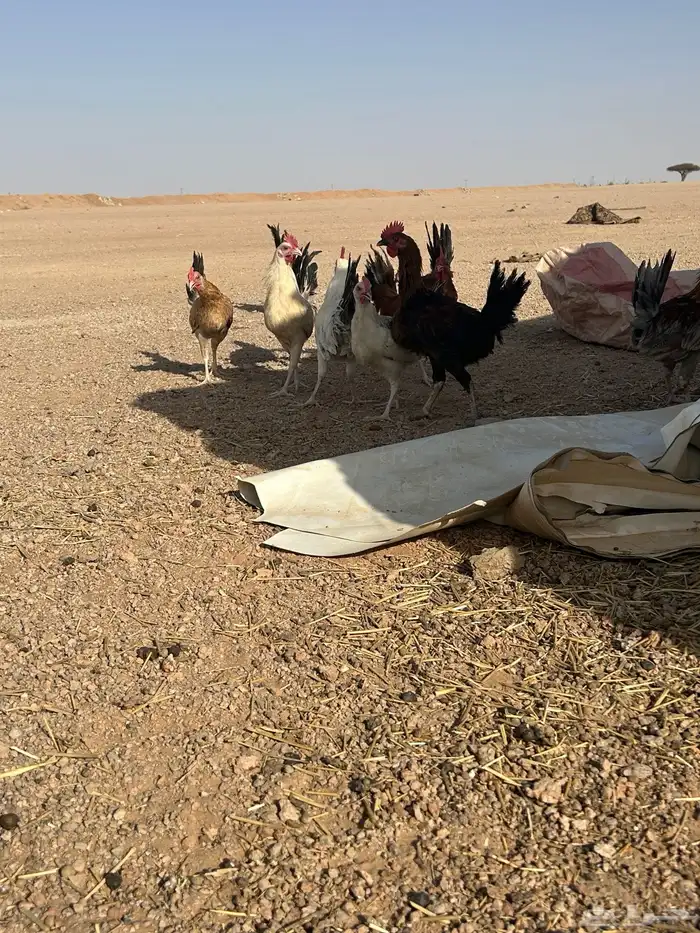 البيع ديكه 2