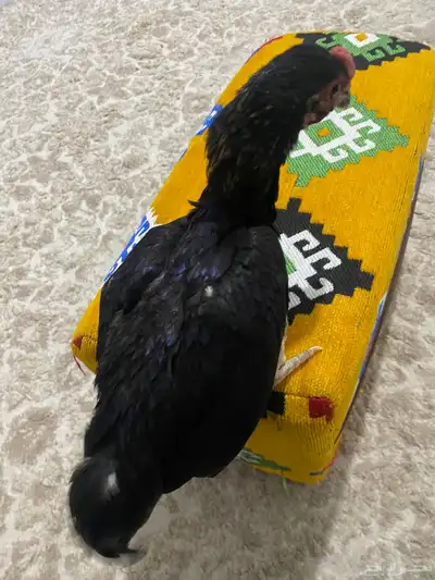 طقمين دجاج قزم 2