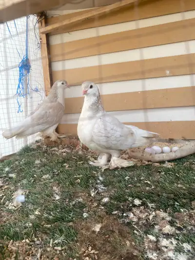 حمام للبيع 4