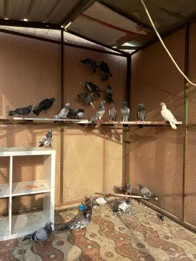 حمام 1