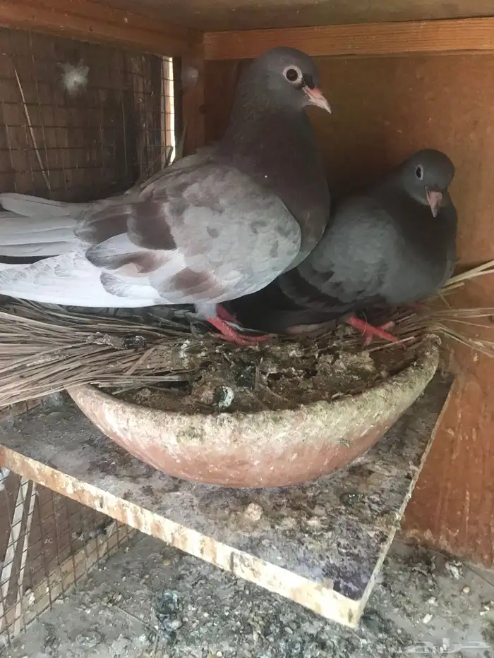 صنعاني اصيل وشيبه 9